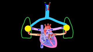 Patent Foramen Ovale and its Consequences: Do You Have a Hole in Your Heart? 20% of You Might!