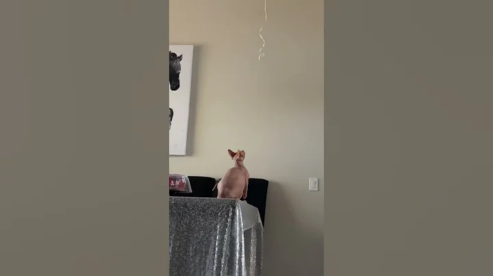 Watch the video about Cute and funny sphynx cat video #sphynx #sphynxcat #sphynxkitten #sphynxcatvideo #shorts