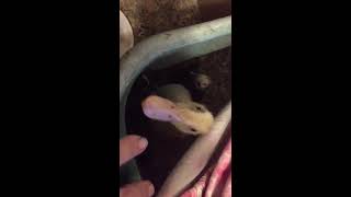 How to keep baby ducks from being so messy in the brooder...