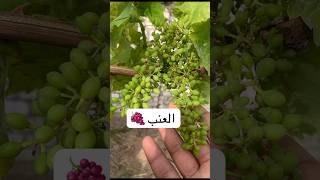 كنت فاكر العنب مجرد فاكهة… لحد ما شفت اللي بيعمله 🍇