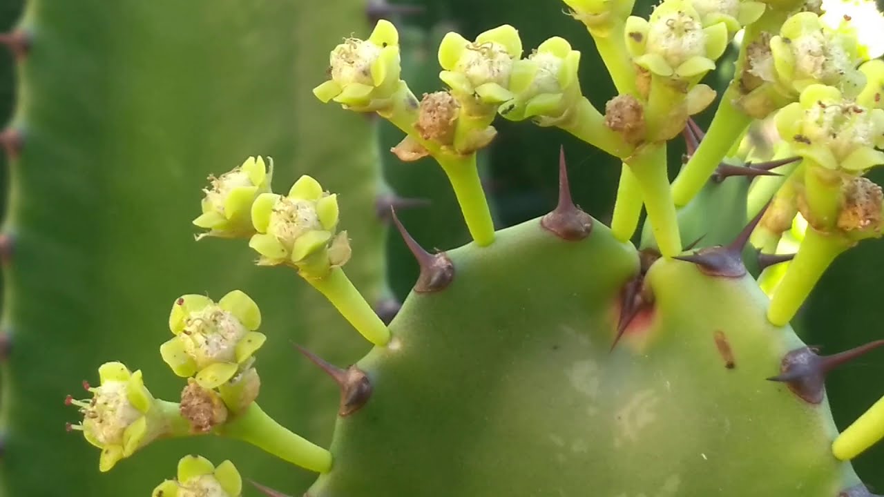 Cacto-candelabro com flores. Euphorbia ingens - thptnganamst.edu.vn