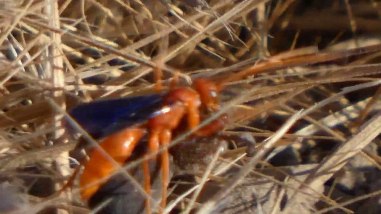 Blue winged wasp Ageniella coronata