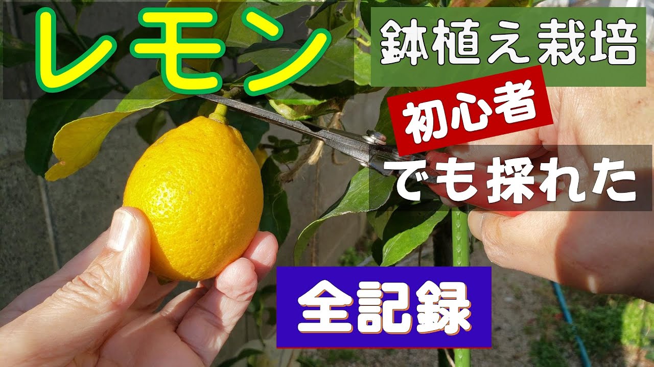 果樹栽培 レモンの鉢植え栽培 全記録 レモンの実を収穫しました Youtube