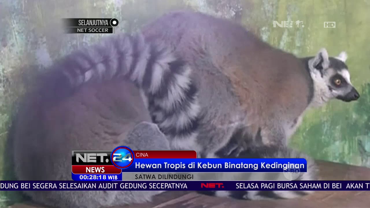 Di Kebun Binatang Cina Hewan Tropis Kedinginan Net 24 Youtube