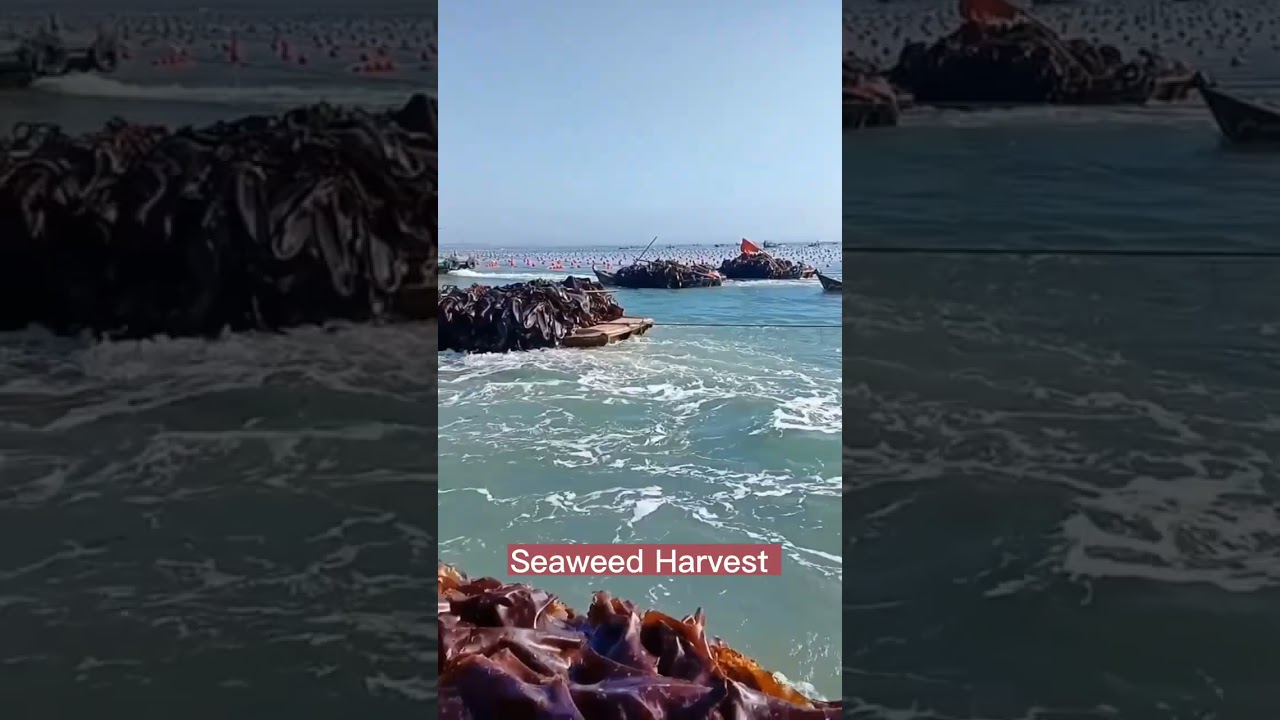 Beautiful Seaweed Harvest 