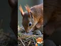 Das Eichhörnchen 🐿️ #eichhörnchen