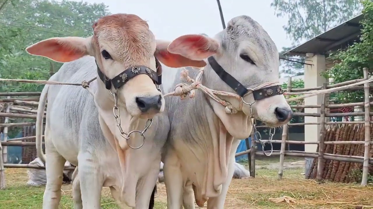 বছরের শেষ সময় দেখুন 