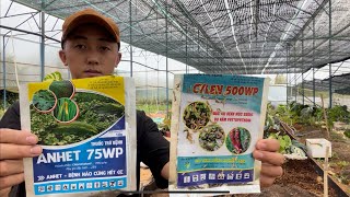 Cây kiểng lá bị nấm bệnh | nguyên nhân lây lan và cách xử lý | sdt & zalo 0972273174