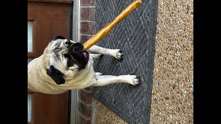 Honest Review: Redbarn Large Beef Collagen Sticks for Dogs