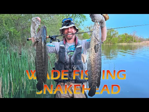 13+ Pound Snakehead on the BEST Spring Time Lure: Wade Fishing Prespawn  HUNGRY Snakeheads 