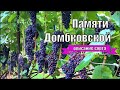 Памяти Домбковской. Виноград Вадима Точилина