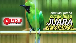 simulasi lomba CUCAK IJO full materi bongkar isian bikin burung CUCAK HIJAU ikut gacor nembak nembak