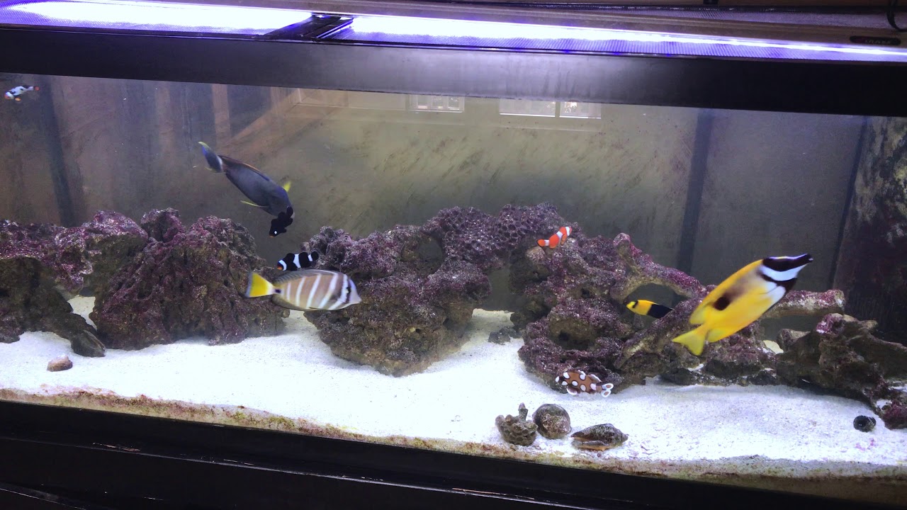 New coral frags in saltwater aquarium saltwater tank care YouTube