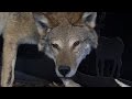 Outdoor Journal - Eastern Coyote