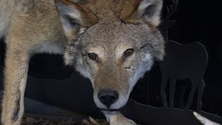 Outdoor Journal  Eastern Coyote