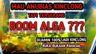 Cara Basmi Alga dan Menghilangkan Algae Coklat Anubias & Aquascape Terbukti Berhasil 100%