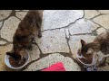 おたまこ40309😘小玉💞😺チャコ💞仲良く🍚💖