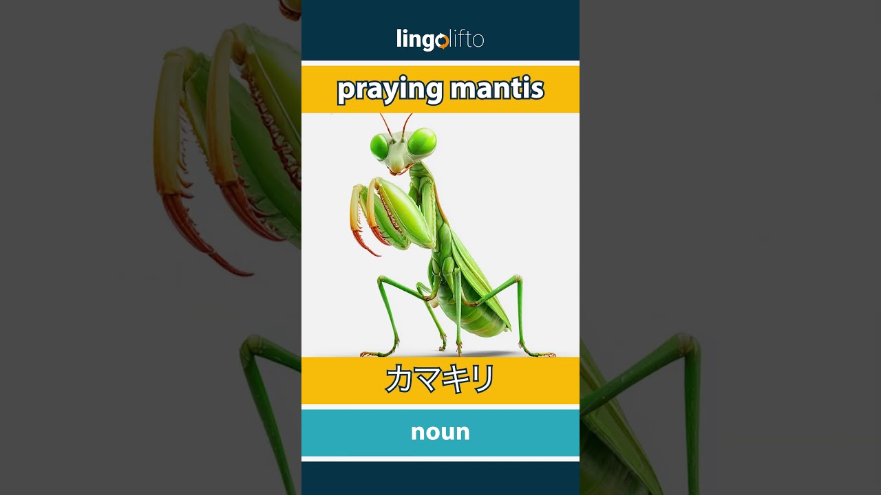 🇬🇧🇯🇵 praying mantis - カマキリ : learn English : 英語を学ぼう