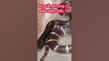 Ba Mối Nguy Hiểm Nhất Về Rắn Cạp Nia Nhiều Người Chưa Biết #shorts