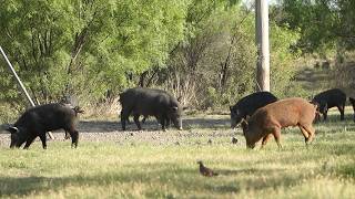 Simply Hog Hunting Is Fun, But It Won't Eradicate Them All