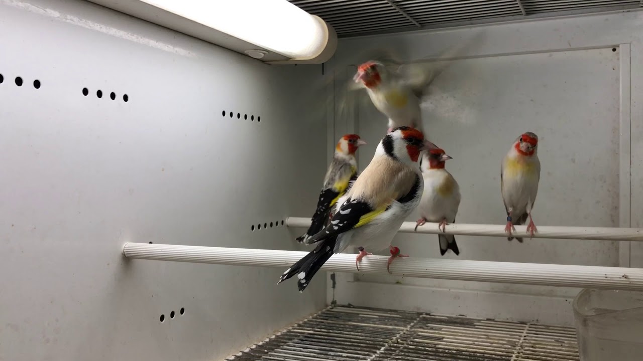 chardonneret mutation  2017 oisellerie ange