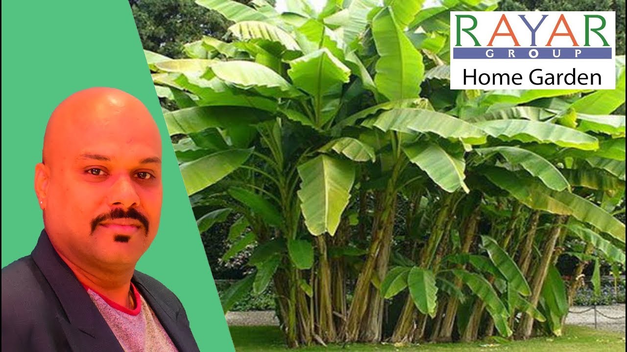 BENEFITS OF BANANA PLANT YouTube