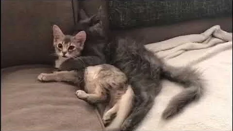 Video 11180421: maine coon love