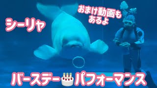 【シロイルカバースデーパフォーマンス】シーリャ16歳のお誕生日＆アンナ子・アリ子のバックヤード情報【しまね海洋館アクアス】