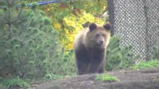 子グマのカステラくん公開(円山動物園)