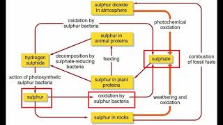 The Sulphur Cycle