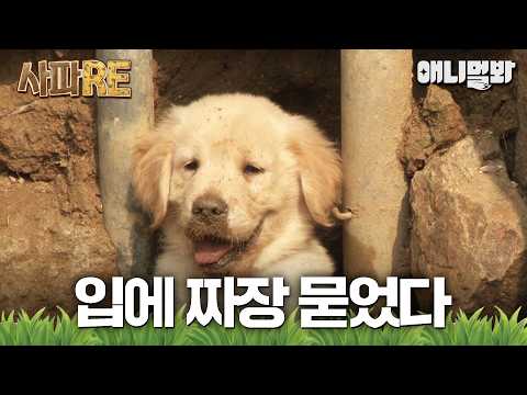 [#사파RE] 사고 치고 미모 어필하기🩷 귀여우니까 <strong>봐준다</strong>.. #TV동물농장 #AnimalFarm #애니멀봐