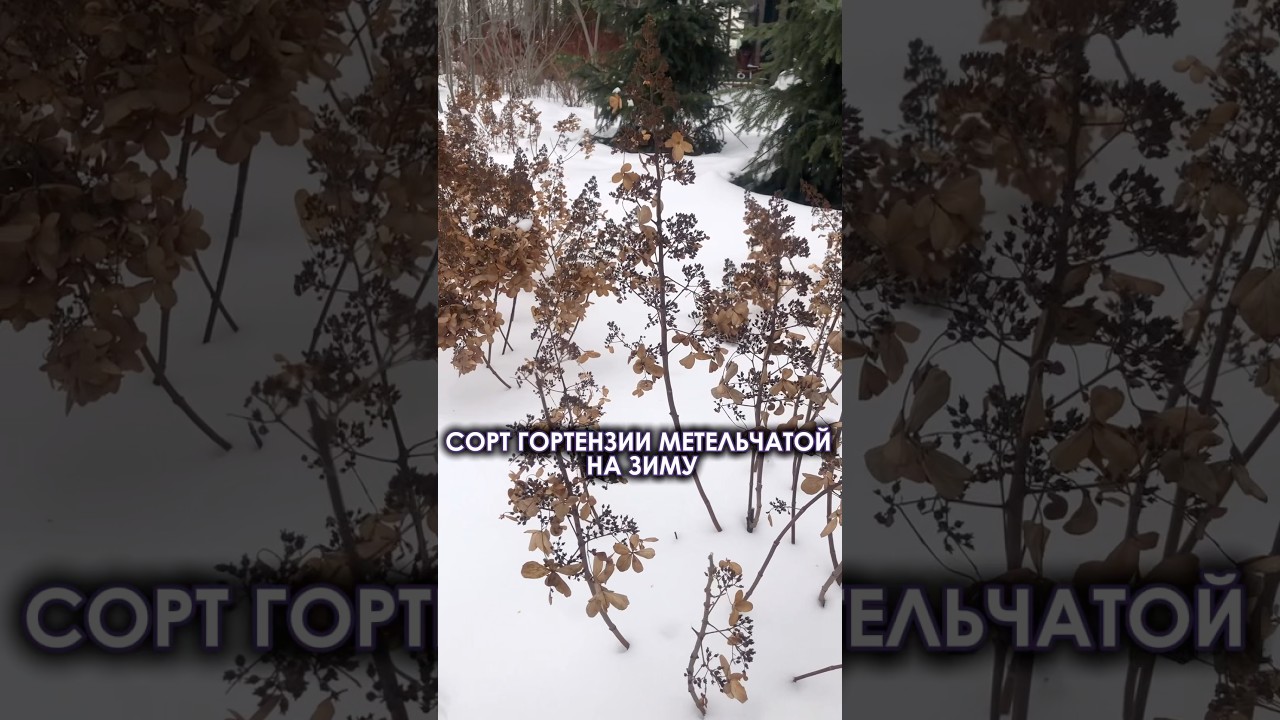ИДЕАЛЬНАЯ ГОРТЕНЗИЯ ДЛЯ ЗИМНЕГО САДА
