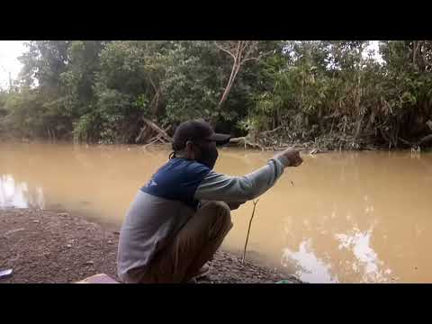 Mancing baung  di saat air keruh hasilny lumayan..