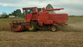 Pepper Farms. 1972  Massey Ferguson 510 combine@PepperPatchAl