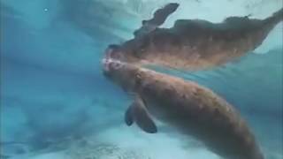 Warning to Avoid Manatees for Boaters