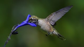 This is Hummingbird Heaven / United States of Animals /Nikon Z9