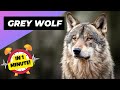 Grey wolf  the most misunderstood creature of the wild  1 minute animals