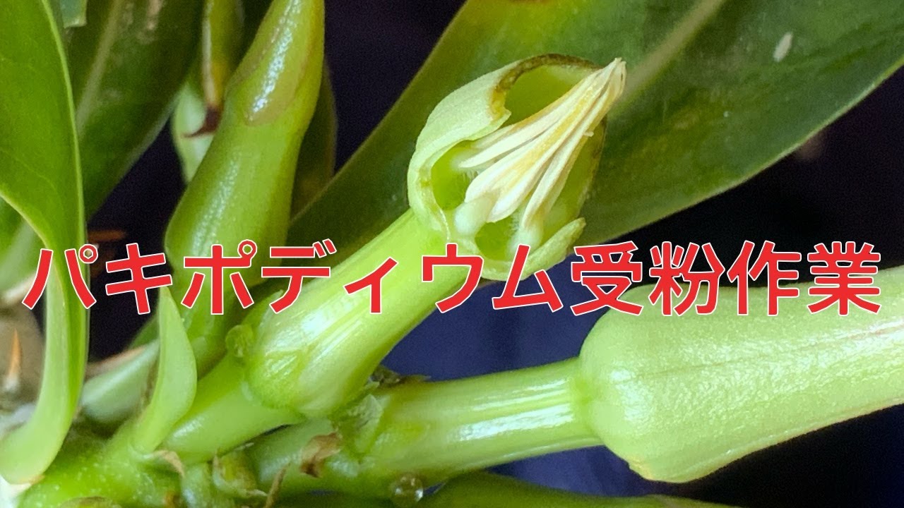 パキポディウムの交配（受粉〜収穫）レアリーとサンデルシー