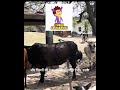 Isse jyada dukh or kis baat ka ho skta h