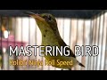 Kolibri Ninja Gacor Jeda Menit Mp3 - Mp4 Download