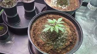 AMVgrow Mike Tyson Corcksrew X Apple Fritter veg-lings, Topping AutoFlowers & Friday Seed GiveAway