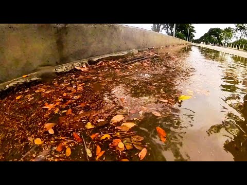 Collect rubbish and