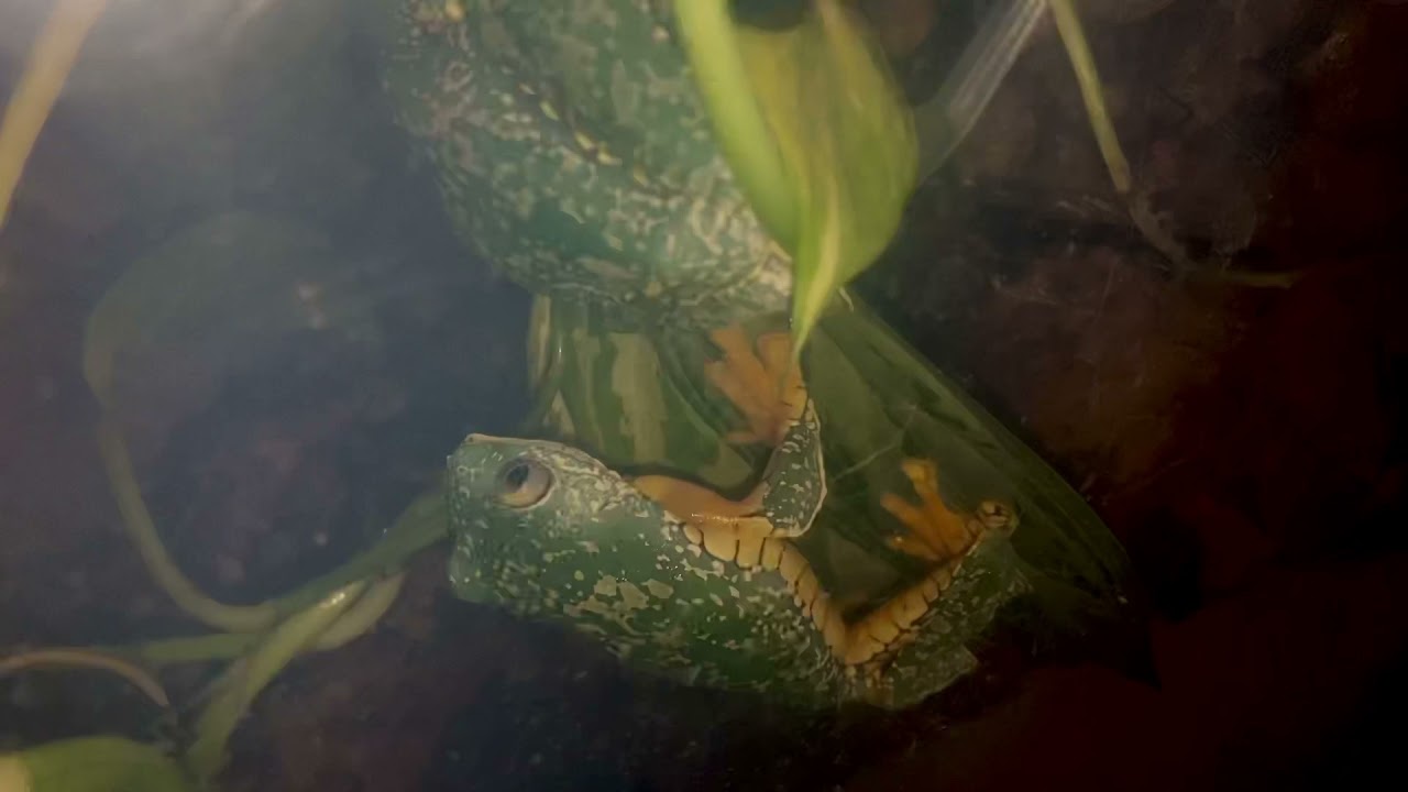 Cruziohyla craspedopus call