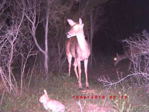 Guarda EL COYOTE LOCO MUSIC VIDEO AND RIO GRANDE WILDLIFE su YouTube Guarda EL COYOTE LOCO MUSIC VIDEO AND RIO GRANDE WILDLIFE su YouTube