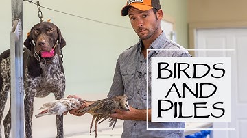 Trained Retrieve Step 17 - Collar Conditioning To Fetch Birds From A Pile