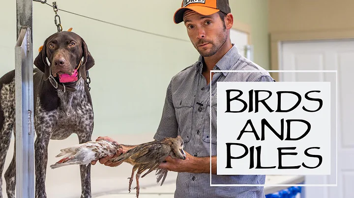 Trained Retrieve Step 17 - Collar Conditioning To Fetch Birds From A Pile