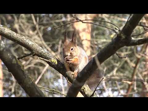 Video: Paprastoji skraidanti voverė: aprašymas ir nuotrauka. Kas yra skraidanti voverė?