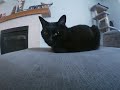 saying hello to my cats