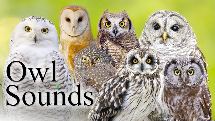 Hear the Sound of Owls Calling at Night