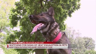 Watching for signs of heat exhaustion in pets